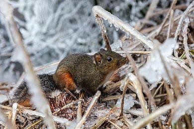 《上古卷轴4：湮灭重制版》发售 Steam 249元、PC配置公开